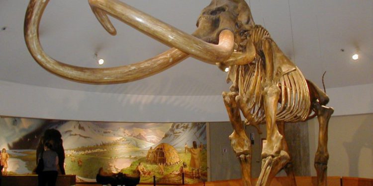 Esqueleto de mamut lanudo encontrado en un lago del Ártico ruso