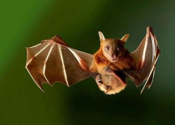 Científicos israelíes demuestran que murciélagos se desplazan de la misma manera que los humanos