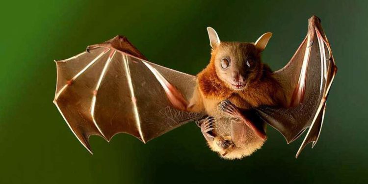 Científicos israelíes demuestran que murciélagos se desplazan de la misma manera que los humanos