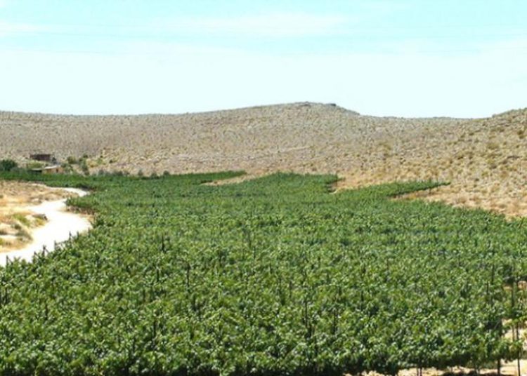 Arqueólogos israelíes revelan secretos de la antigua industria del vino del Néguev