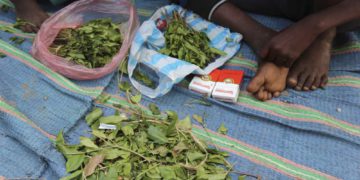 Israelíes arrestados en Reino Unido por poseer planta de khat