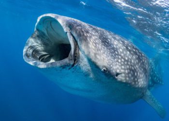 El tiburón más grande del mundo tiene dientes en los globos oculares, según científicos