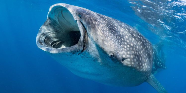El tiburón más grande del mundo tiene dientes en los globos oculares, según científicos