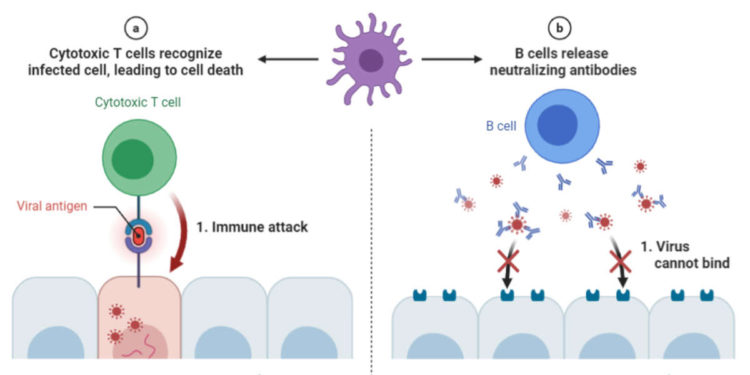 La búsqueda de respuestas inmunes que detengan al COVID-19
