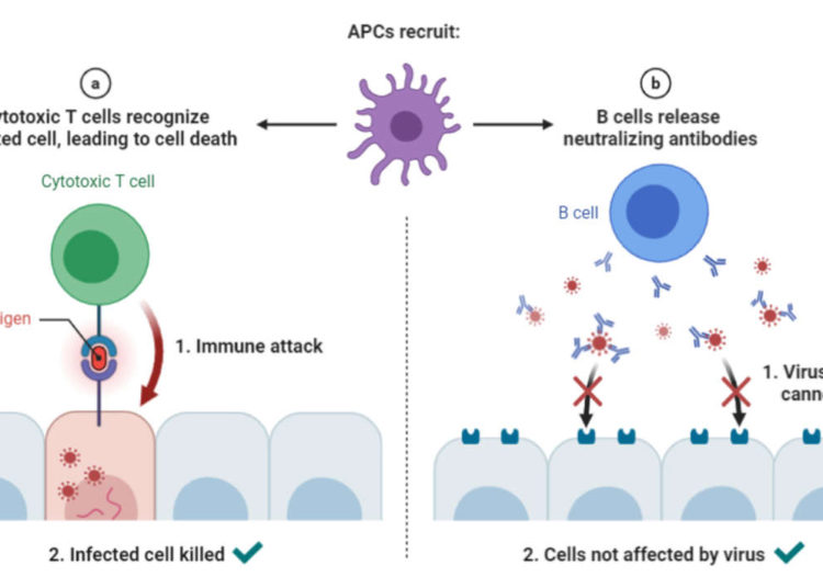 La búsqueda de respuestas inmunes que detengan al COVID-19