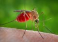 Mosquitos con el virus del Nilo Occidental hallados en Israel dos veces en un mes