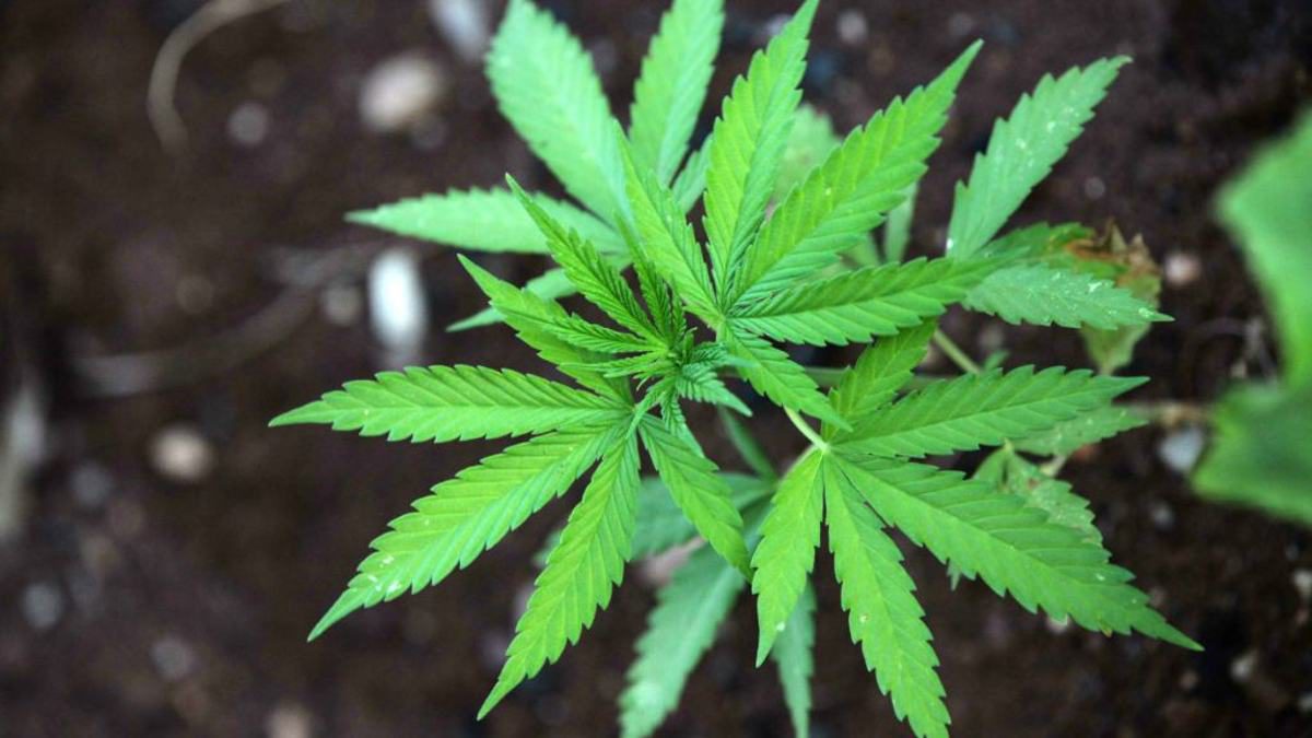 Universidad Hebrea crea variedad de cannabis con un 20% más de THC