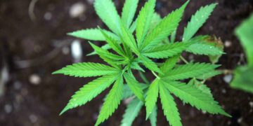 Startup israelí utilizará edición genética para mejorar semillas de cannabis de calidad médica