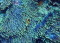 Científicos israelíes descubren patrón de movimiento de los tentáculos del coral