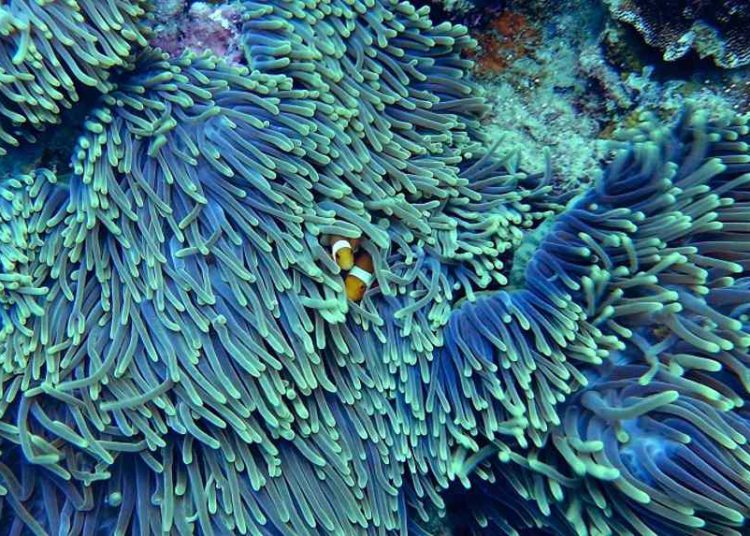 Científicos israelíes descubren patrón de movimiento de los tentáculos del coral