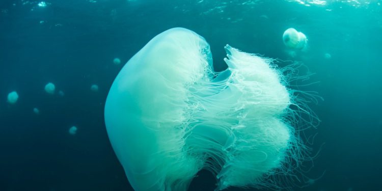 Científicos israelíes advierten sobre medusas gigantes en la costa de Haifa
