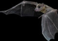 Nuevo virus encontrado sólo en un murciélago israelí con potencial de infección humana