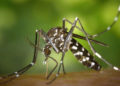 Mosquitos portadores del virus del Nilo Occidental se encuentran de nuevo en el norte de Israel