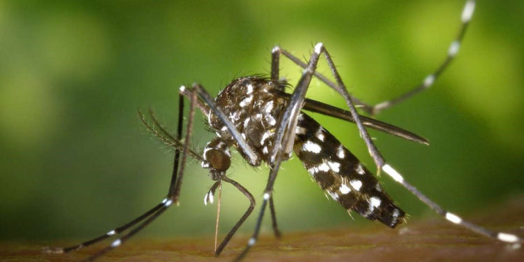 Mosquitos portadores del virus del Nilo Occidental se encuentran de nuevo en el norte de Israel