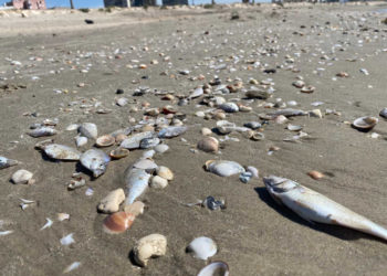 La muerte de peces en Israel está relacionada con el rápido calentamiento de los mares