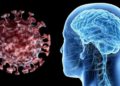 ¿Cómo el coronavirus puede dañar el cerebro?