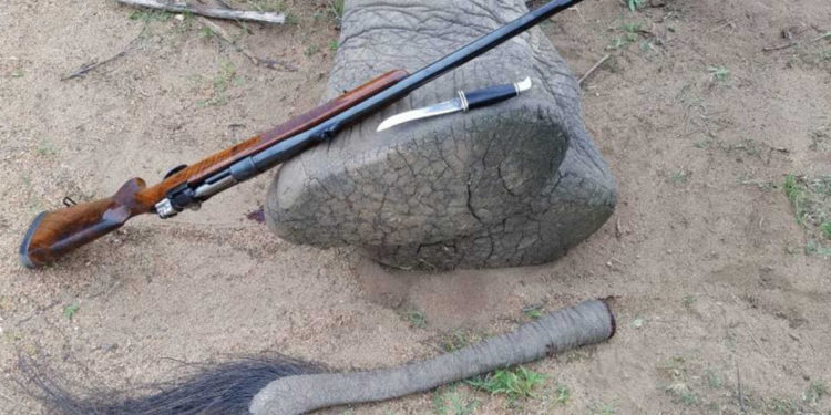 El Al de Israel prohíbe el envío de trofeos de caza después del vídeo de la matanza de elefantes
