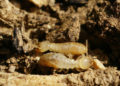 Aparecen en Israel termitas de Formosa: “las más destructivas del mundo”