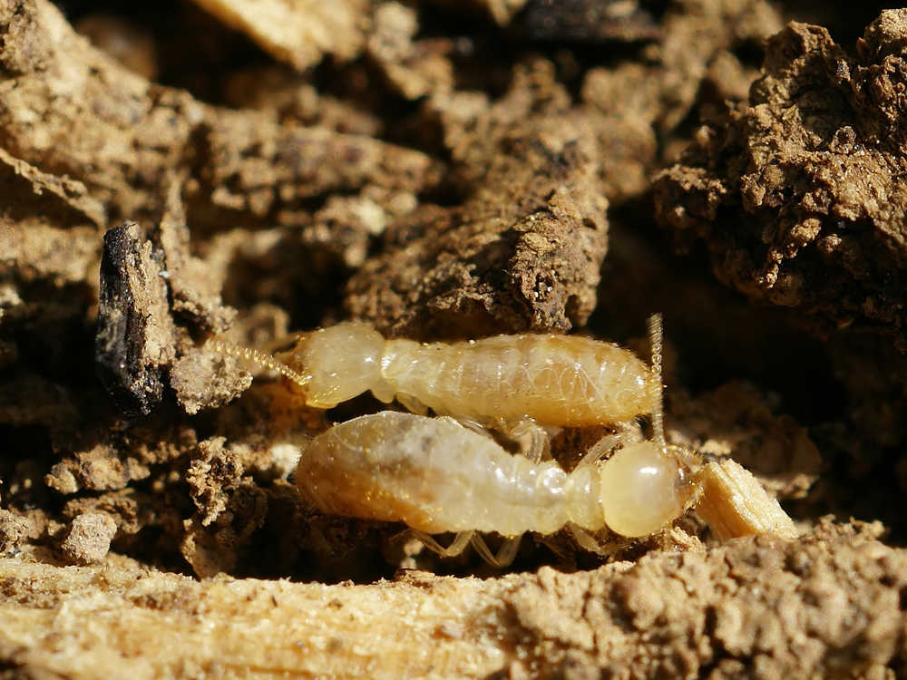 Aparecen en Israel termitas de Formosa: “las más destructivas del mundo”