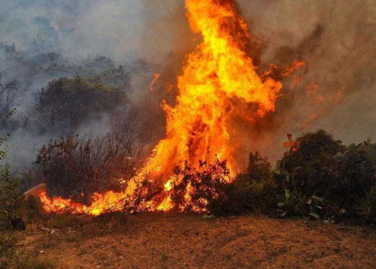 Incendio forestal a lo largo de la frontera entre Turquía y Siria