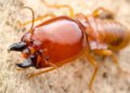 Israel en “alerta máxima” por la invasión de termitas de Formosa