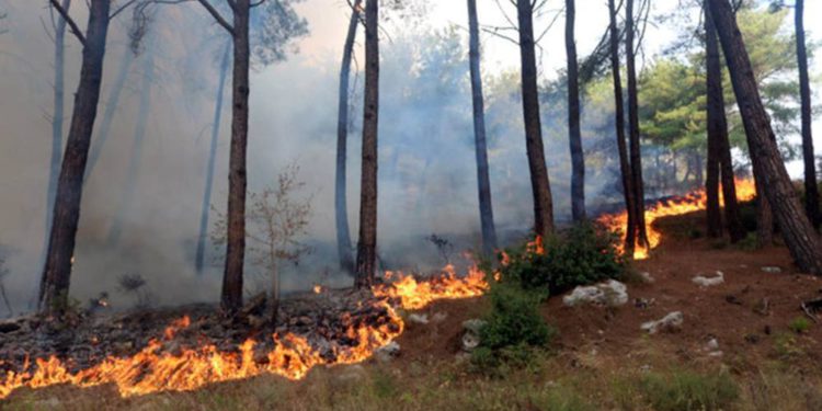 Tres muertos en incendios forestales en Siria y Líbano