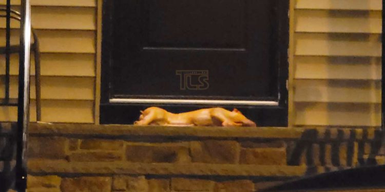 Cerdo muerto encontrado en las afueras de casa de rabino de Nueva Jersey