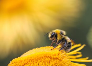 Startup israelí desarrolla colmena inteligente capaz de cuidar a millones de abejas