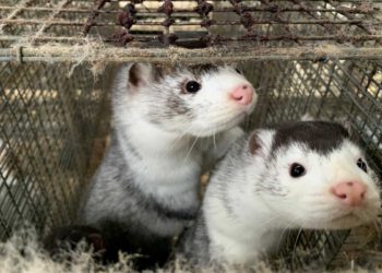 Dos israelíes dan negativo a mutación del coronavirus originado en visones