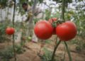 Científicos israelíes luchan contra devastadora enfermedad que afecta a los tomates