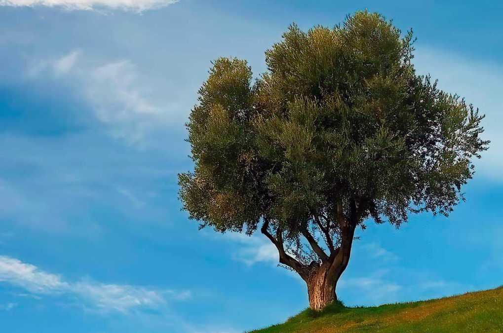 El increíble árbol de olivo en la cultura judía