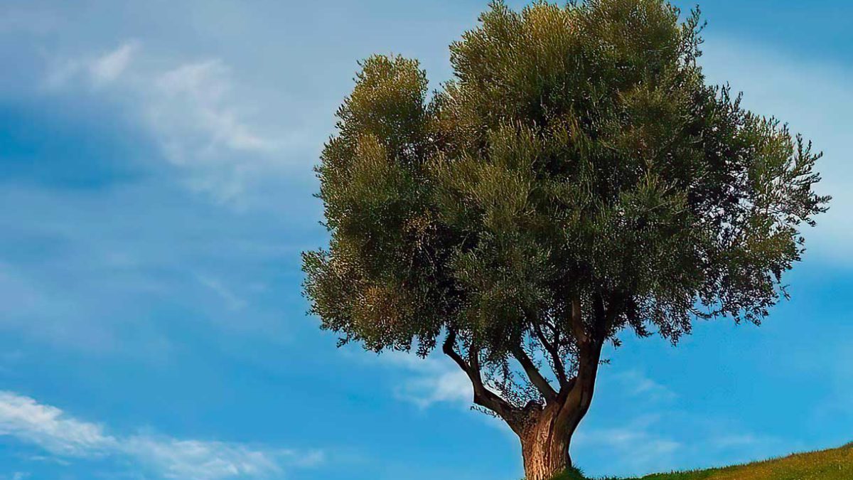 El increíble árbol de olivo en la cultura judía