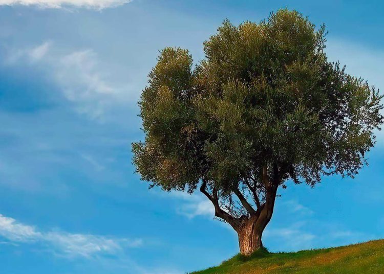El increíble árbol de olivo en la cultura judía