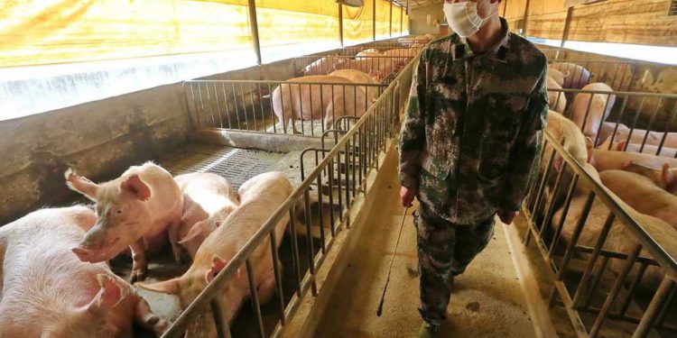 Régimen chino obliga a musulmanes uigures a comer carne de cerdo