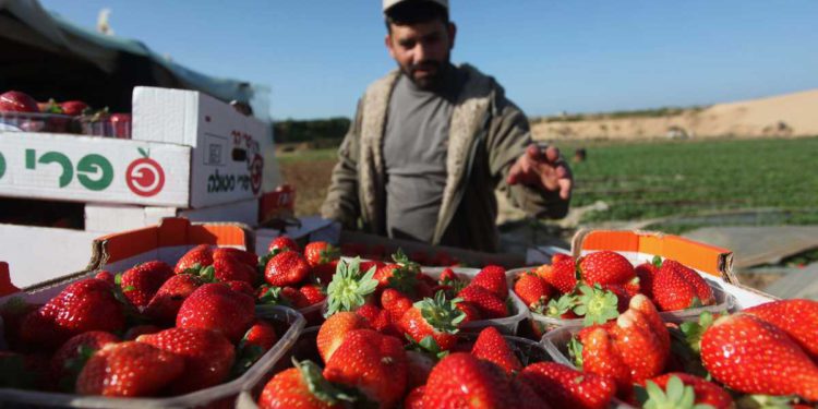 Se exportan a Judea y Samaria casi 50 toneladas de fresas de Gaza