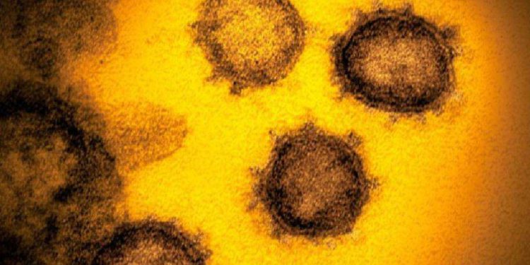 Cepa de coronavirus altamente contagiosa se extendió