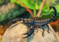 Joven egipcio encuentra fortuna en el veneno de escorpiones