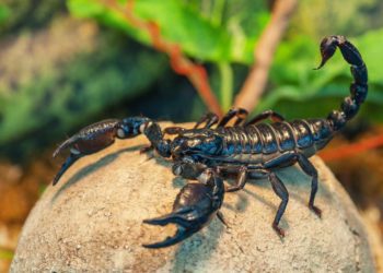 Joven egipcio encuentra fortuna en el veneno de escorpiones