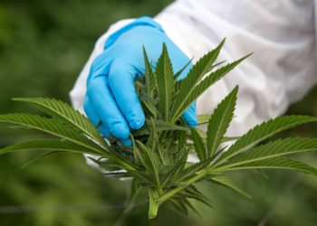 Industria del cannabis de Israel se prepara para la legalización