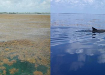 El desastre ambiental del Caribe se encuentra con la innovación israelí