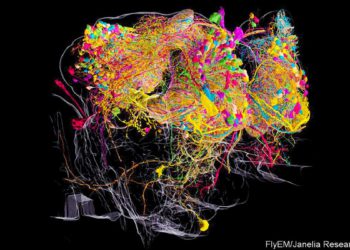 Científicos de Israel crean un "Google map" del cerebro para combatir el Alzheimer