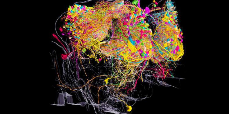 Científicos de Israel crean un "Google map" del cerebro para combatir el Alzheimer