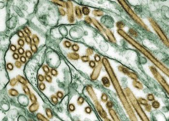 Rusia alerta a la OMS tras detectar primer caso de gripe aviar H5N8