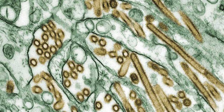Rusia alerta a la OMS tras detectar primer caso de gripe aviar H5N8