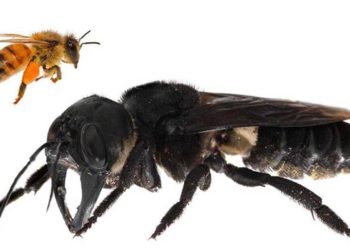 Aparece la abeja más grande del mundo