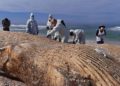 Israel cierra todas las playas del Mediterráneo debido a derrame de alquitrán