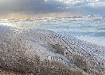 Entierro de ballena aparecida muerta en una playa de Israel