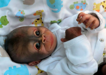 China está experimentando con genes de humano en monos