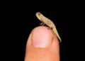 Descubren al nanoreptil: El camaleón más pequeño del mundo