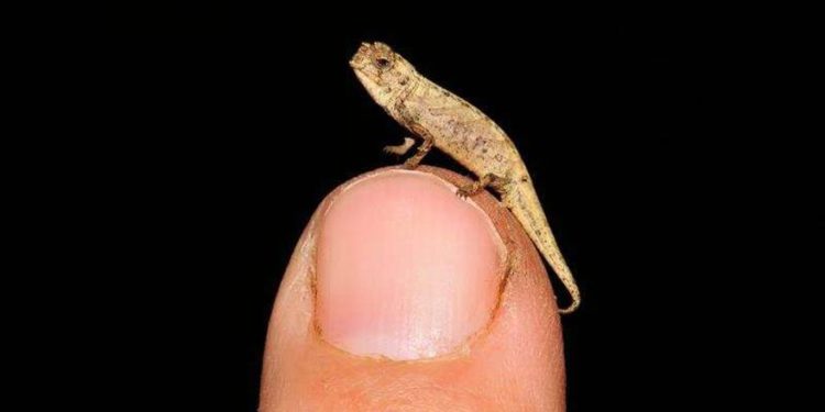 Descubren al nanoreptil: El camaleón más pequeño del mundo